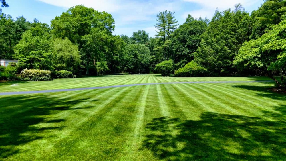 Freshly striped lawn bordered by mature trees