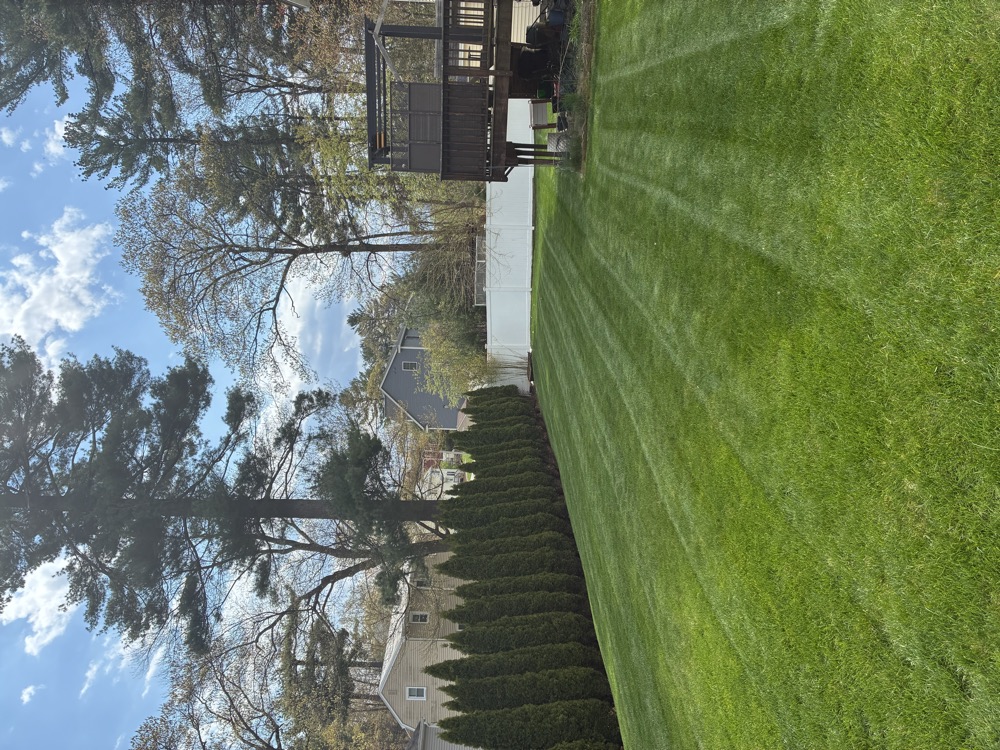 Striped backyard lawn with arborvitae hedge