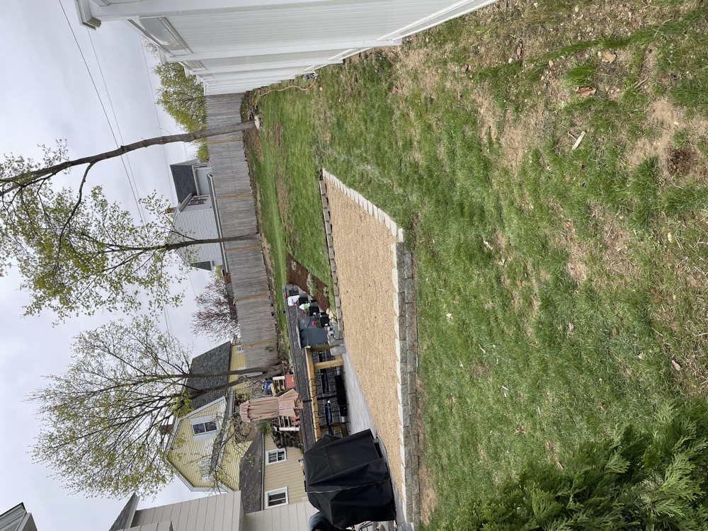 Row of newly planted arborvitae along a fence line