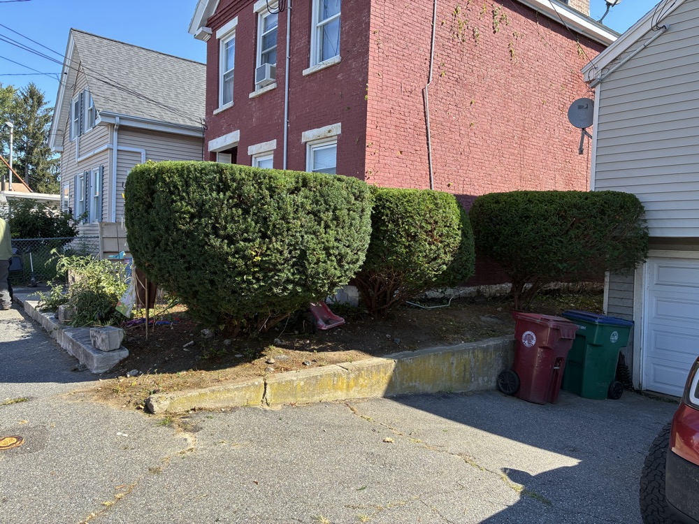 Neatly trimmed hedge along a driveway